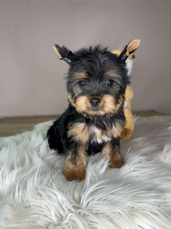 Mini Yorkshire terrier