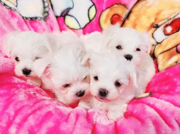 Bichon Havanese