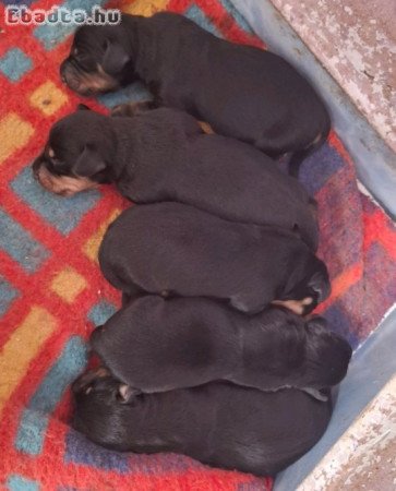 Eladó kutyusok!!!