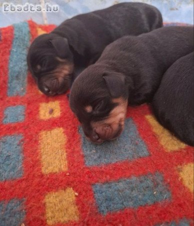 Eladó kutyusok!!!