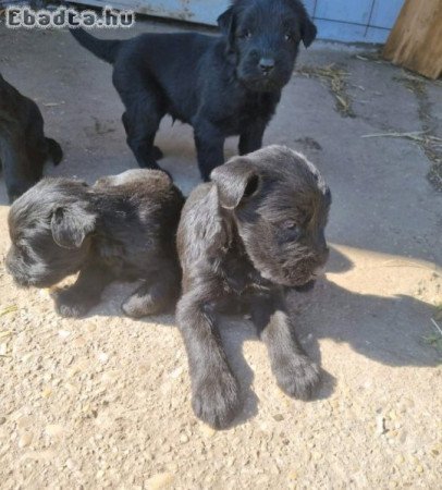 Eladó kutyusok!!!