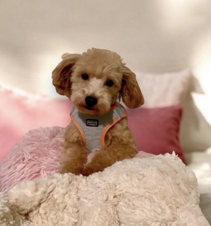 Maltipoo maltai es toy uszkar