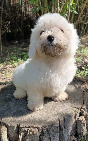 Havanese