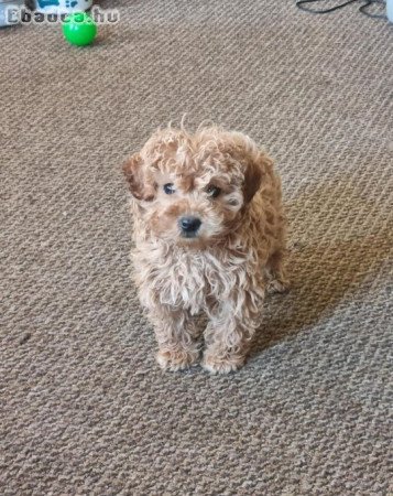Nőstény Uszkár kiskutya