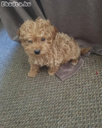 Nőstény Uszkár kiskutya