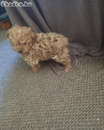 Nőstény Uszkár kiskutya