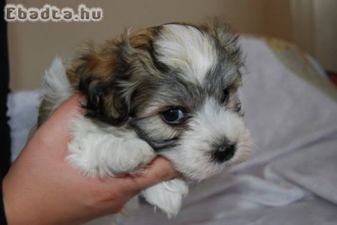 Bichon havanese kiskutyák 06302320732