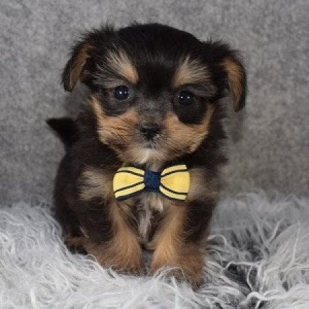 Yorkshire terrier Havanese