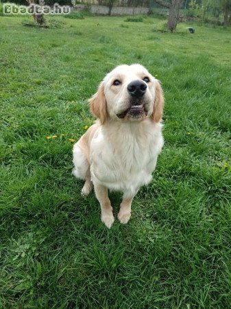 Eladó 10 hónapos kan golden retriever