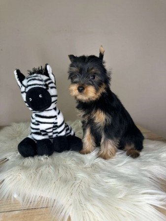 Yorkshire terrier