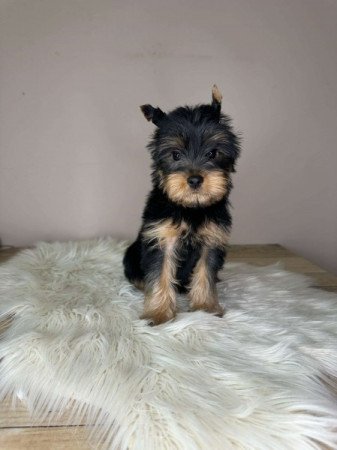 Yorkshire terrier