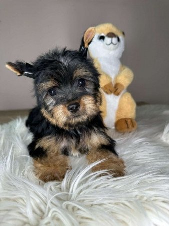 Mini Yorkshire terrier