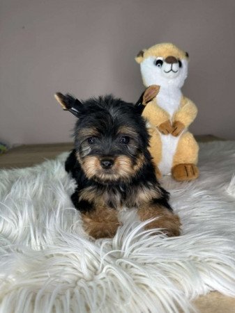 Mini Yorkshire terrier