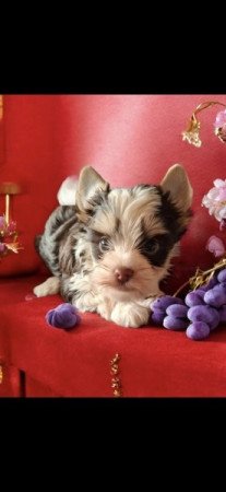 Yorkshire terrier