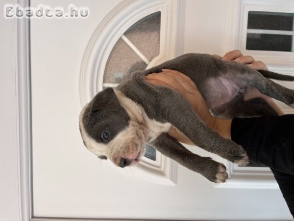 Amstaff kölykök Staffordshire eladóak!