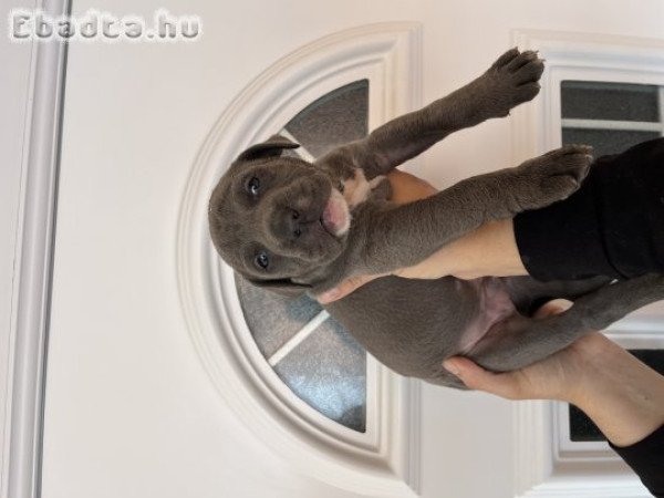 Amstaff kölykök Staffordshire eladóak!
