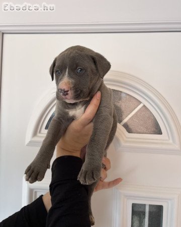 Amstaff kölykök Staffordshire eladóak!