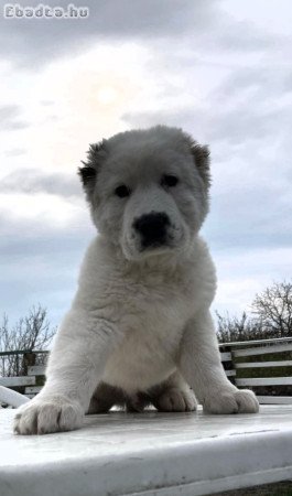 Közép Ázsiai Juhász kutya