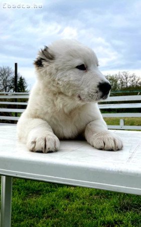 Közép Ázsiai Juhász kutya