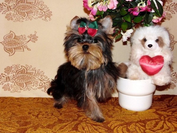 Yorkshire Terrier, Yorki
