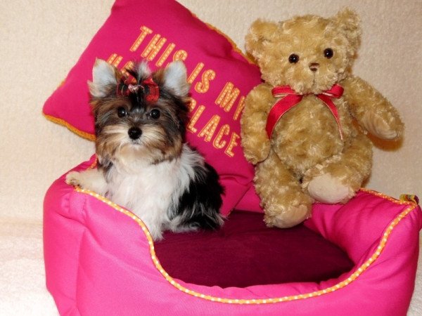 Biewer Yorkshire Terrier Yorki