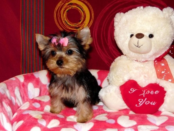 Yorkshire Terrier, Yorki