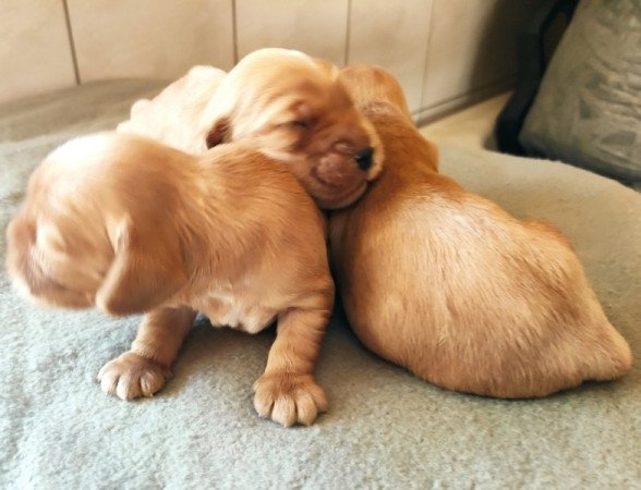 Angol Cocker Spániel