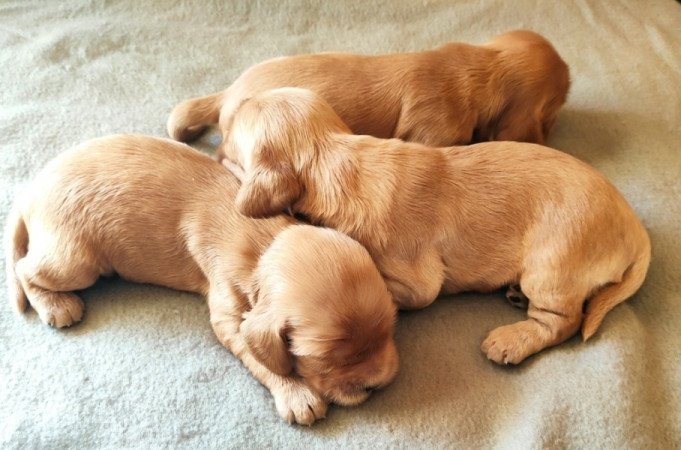 Angol Cocker Spániel