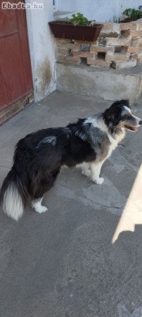 Border Collie jellegű