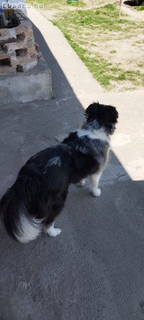 Border Collie jellegű