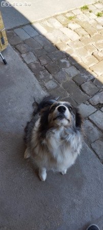 Border Collie jellegű