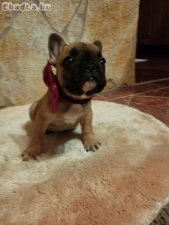 Francia bulldog kiskutya