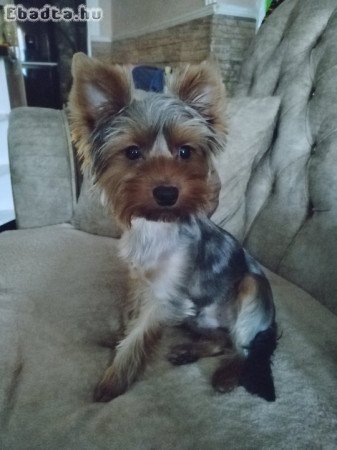 Yorkshire terrier kisfiú