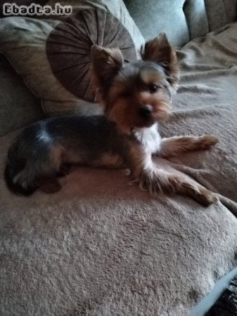 Yorkshire terrier kisfiú