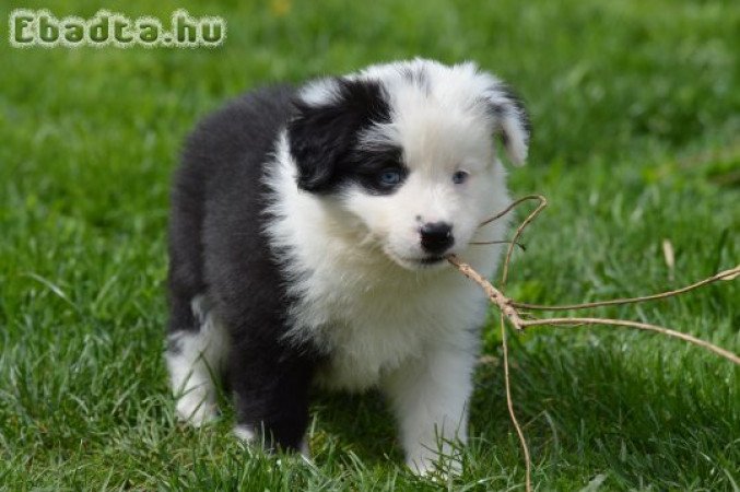 border collie kiskutya