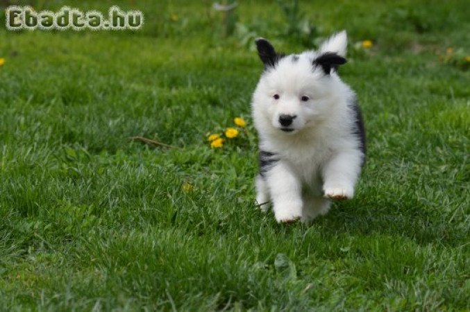border collie kiskutya
