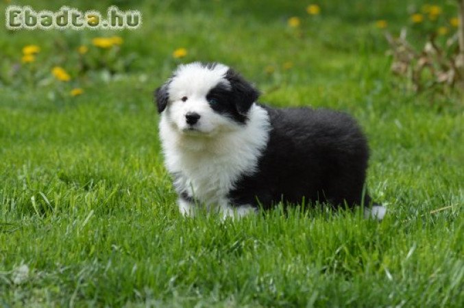 border collie kiskutya