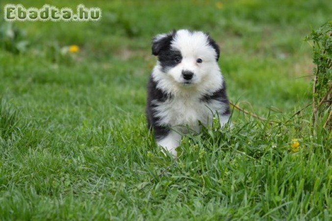 border collie kiskutya