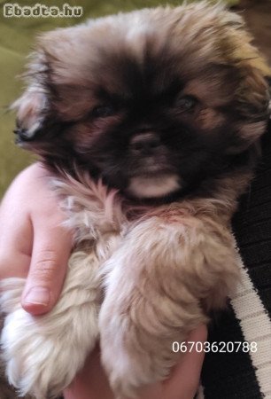 Fajtiszta fiú palotapincsi eladó