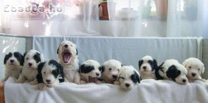 Óangol Juhászkutya (Bobtail) kölykök