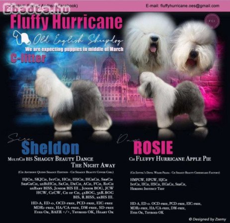 Óangol Juhászkutya (Bobtail) kölykök