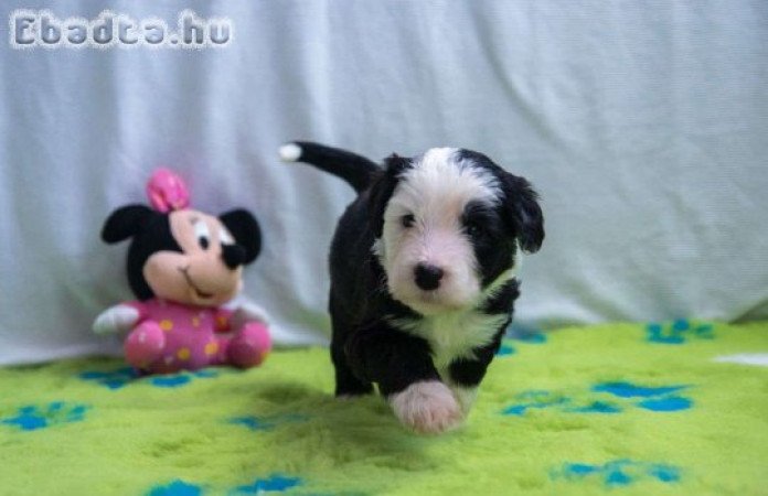 Óangol Juhászkutya (Bobtail) kölykök