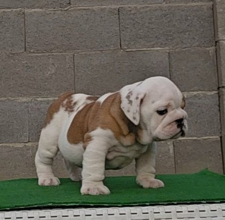 Angol Bulldog