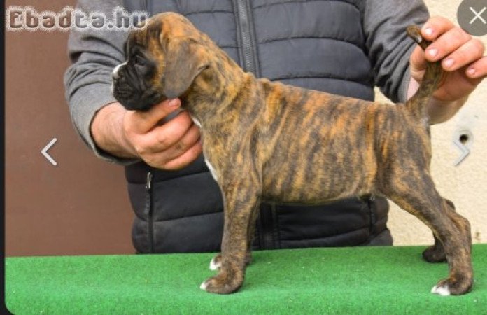 Törzskönyvezett boxer kan kölyök