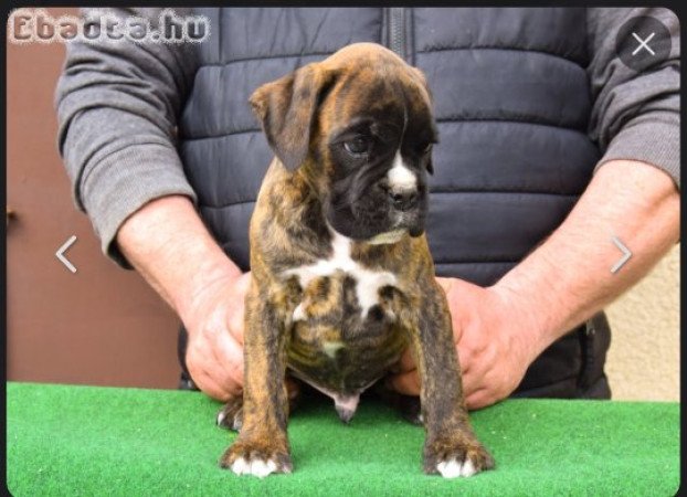 Törzskönyvezett boxer kan kölyök