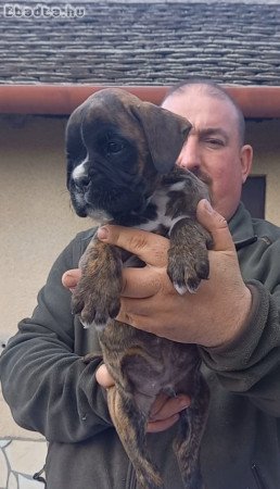 Törzskönyvezett boxer kan kölyök
