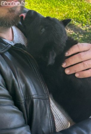 Nemet Juhász kiskutya