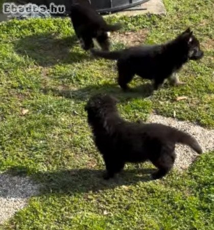 Nemet Juhász kiskutya