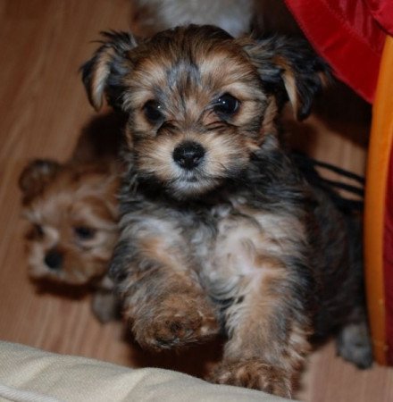 Havanese Yorki