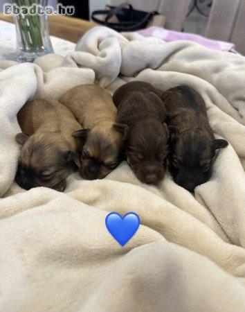 Bichon Havanese kiskutyák eladók